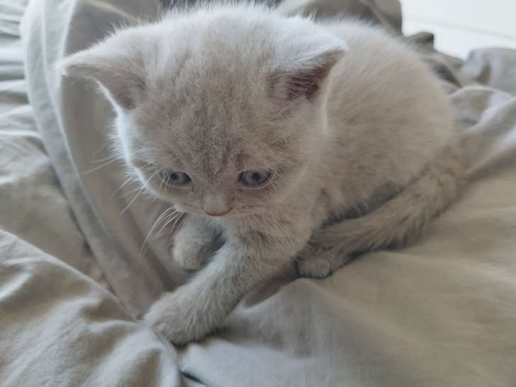 Chatons Scottish Fold et Straight à vendre