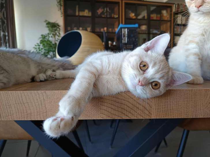 Chaton British Shorthair crème mâle à vendre