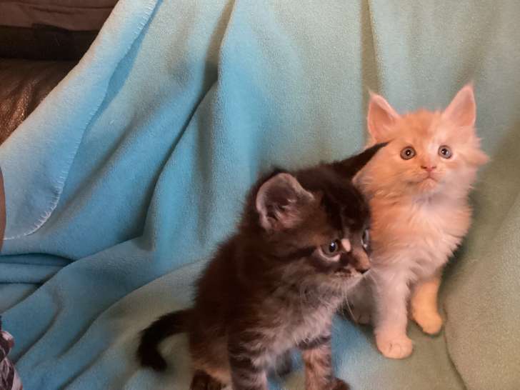 Magnifiques chatons Maine Coon à vendre
