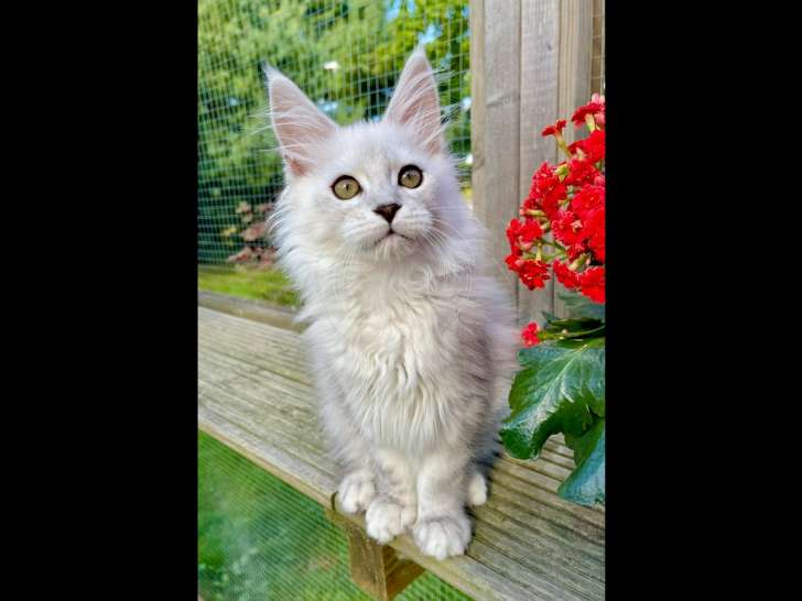 2 splendides chatons mâles Maine Coon shaded à vendre