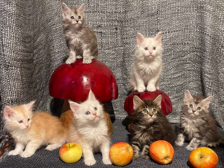 [NEW] 6 splendides chatons Maine Coon à vendre