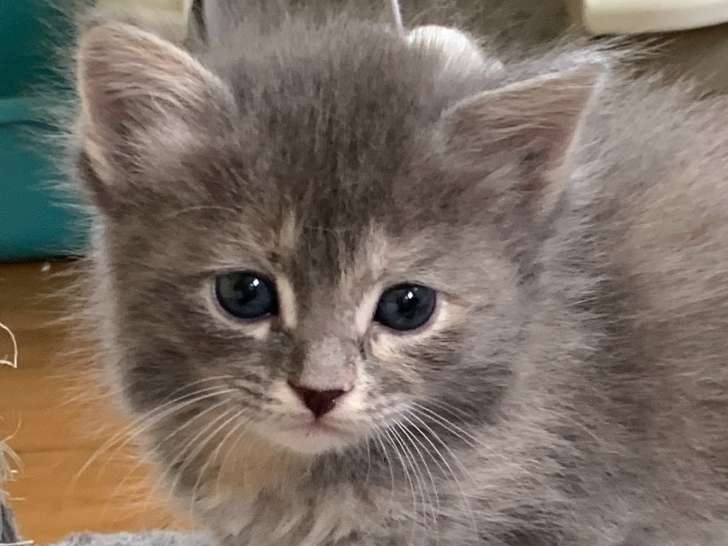 ATHENA petite fille blue tortie blotched tabby