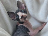 Ariko et Al Pacino, chatons Sphynx LOOF à vendre