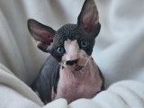 Ariko et Al Pacino, chatons Sphynx LOOF à vendre