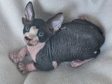 Ariko et Al Pacino, chatons Sphynx LOOF à vendre