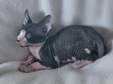 Ariko et Al Pacino, chatons Sphynx LOOF à vendre
