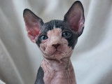 Ariko et Al Pacino, chatons Sphynx LOOF à vendre