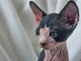 Ariko et Al Pacino, chatons Sphynx LOOF à vendre