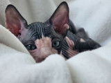 Ariko et Al Pacino, chatons Sphynx LOOF à vendre