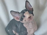 Ariko et Al Pacino, chatons Sphynx LOOF à vendre