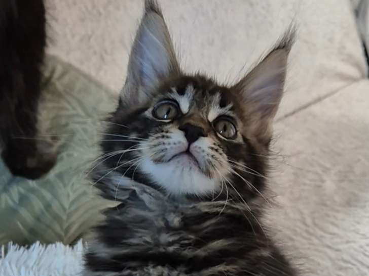 Chatons de race Maine Coon à vendre (2 femelles & 1 mâle)