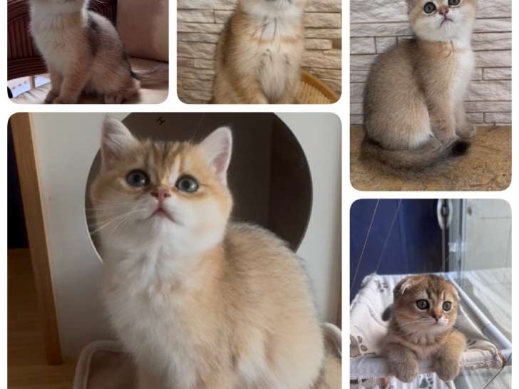 Chatons Scottish Fold et Straight à vendre