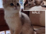 Chatons Scottish Fold et Straight à vendre