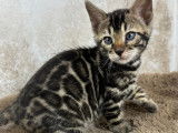 Anthéa - femelle Brown tabby spotted