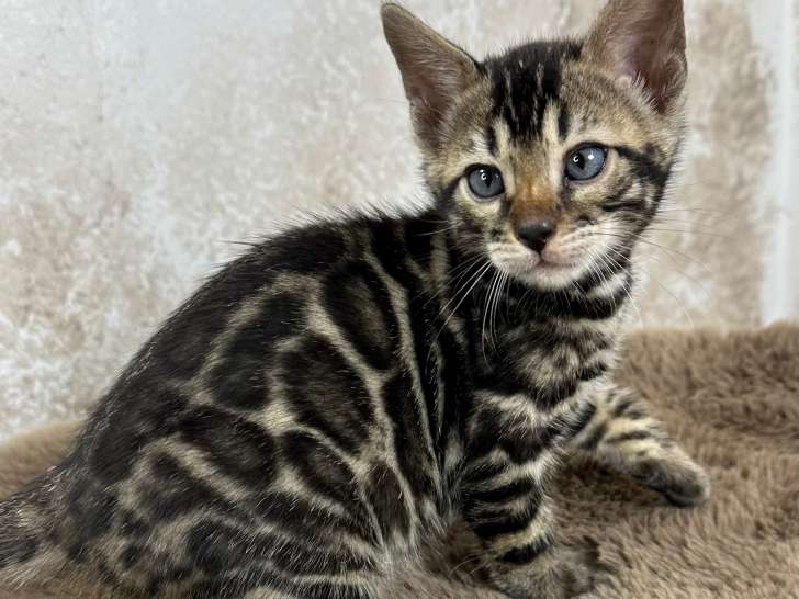 Anthéa - femelle Brown tabby spotted