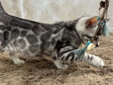 Ally , femelle Black Silver tabby spotted