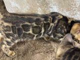 A golden Boy , robe exceptionnelle avec rosettes XXL et glitter - Mâle
