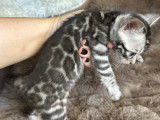 Aragorn , mâle Black Silver tabby spotted - rosettes XXL et glitter argent étincelant