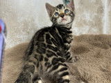 Superbes chatons Bengal haut de gamme à rosettes serties et glitter à vendre