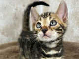 Superbes chatons Bengal haut de gamme à rosettes serties et glitter à vendre