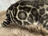 Superbes chatons Bengal haut de gamme à rosettes serties et glitter à vendre