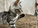 Superbes chatons Bengal haut de gamme à rosettes serties et glitter à vendre