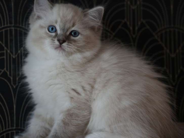 À réserver, 2 chatons mâles Ragdoll LOOF, nés en juin 2025