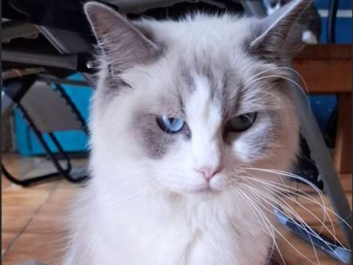 6 chatons Ragdoll LOOF de juin 2025 à réserver