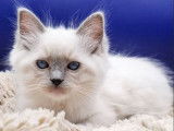 6 chatons Ragdoll LOOF de juin 2025 à réserver