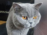 Saillie avec un British Shorthair LOOF mâle bleu
