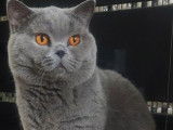 Saillie avec un British Shorthair LOOF mâle bleu