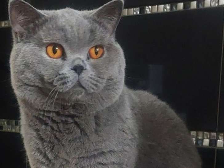 Saillie avec un British Shorthair LOOF mâle bleu