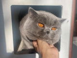 Saillie avec un British Shorthair LOOF mâle bleu