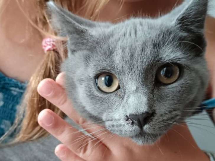 Vente de 2 chatons Chartreux mâle et femelle nés en avril 2025 (LOOF)