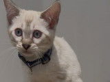 4 chatons Bengal LOOF nés en mai 2025, mink et silver à vendre