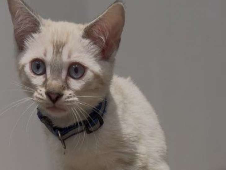 4 chatons Bengal LOOF nés en mai 2025, mink et silver à vendre