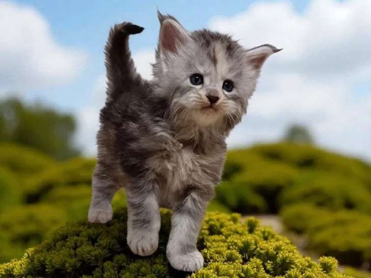 4 chatons Maine Coons LOOF à réserver