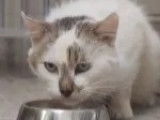 À adopter : chat gris et blanc