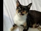 Disponible à l'adoption : chatte tricolore