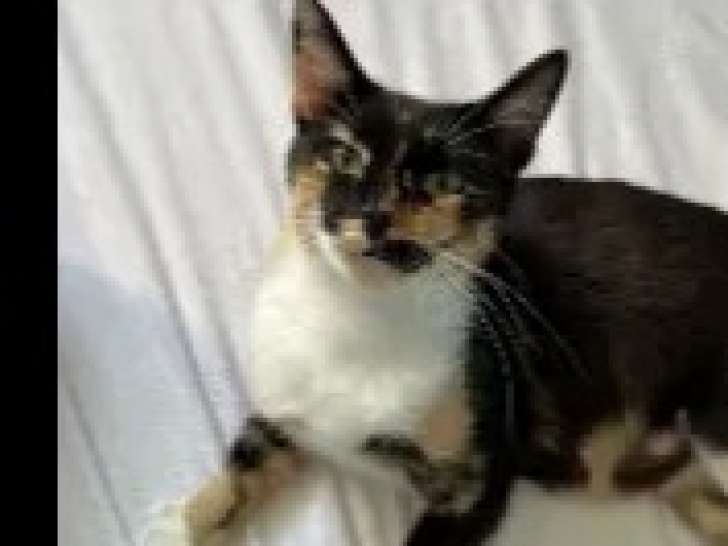 Disponible à l'adoption : chatte tricolore