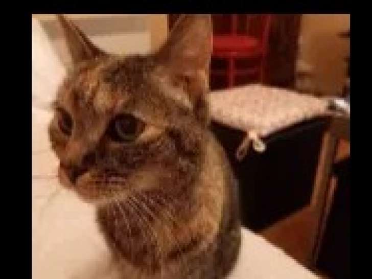 En attente d'adoption : chatte au pelage tigré