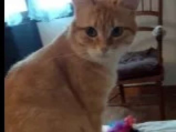 Prêt pour l'adoption : chat de 2 ans