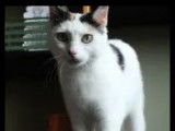 En attente d'un foyer : chatte d'un an