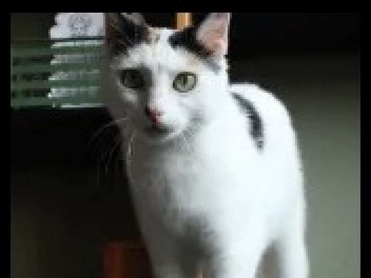 En attente d'un foyer : chatte d'un an