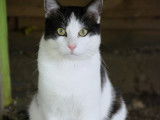 À accueillir : chat noir et blanc
