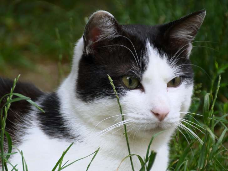 À accueillir : chat noir et blanc