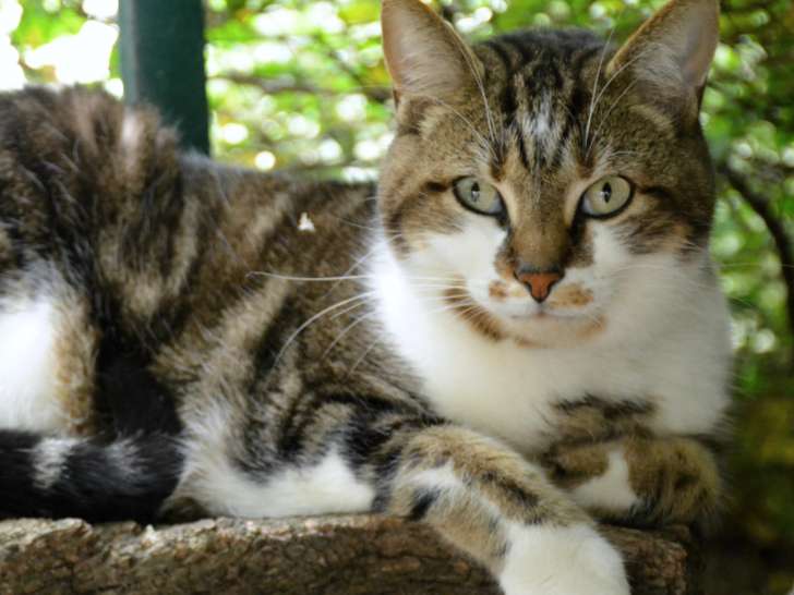 En quête d'un foyer : chat tigré blanc