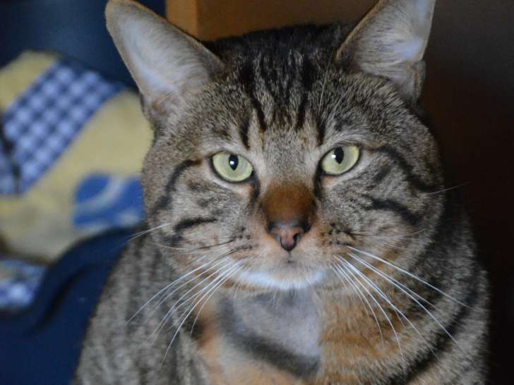 Adoption disponible : chat âgé de 3 ans
