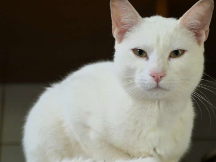 À la recherche d'un foyer : chat d'un an