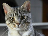 Chat tigré gris à adopter